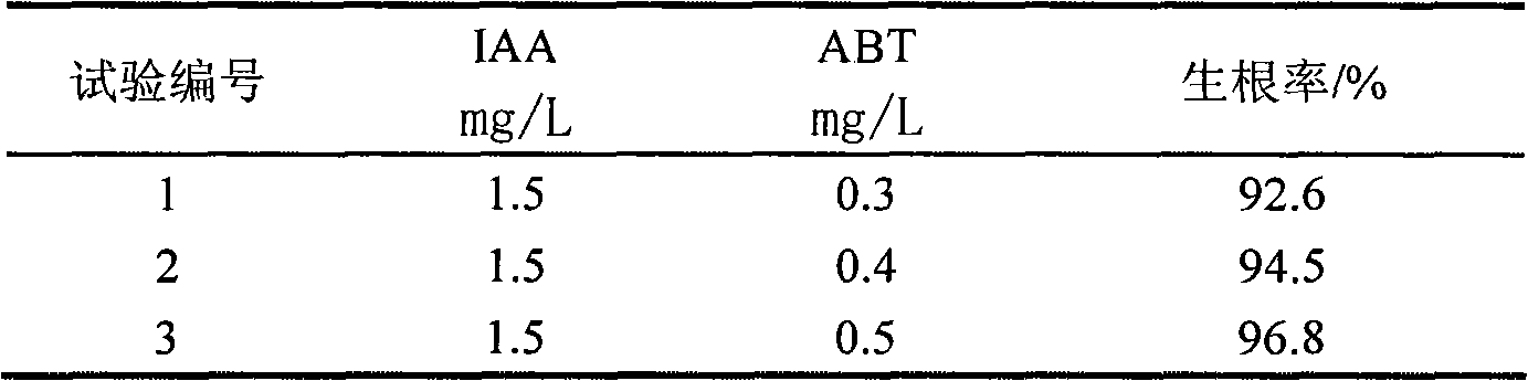 Method for rapidly propagating roots of subprostrate sophora by tissue culture