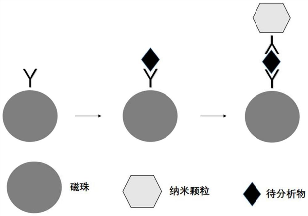 Biological sample detection method and detection kit