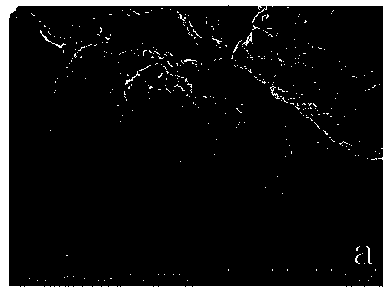 Preparation method of chitosan and montmorillonite compound drug carrying microsphere