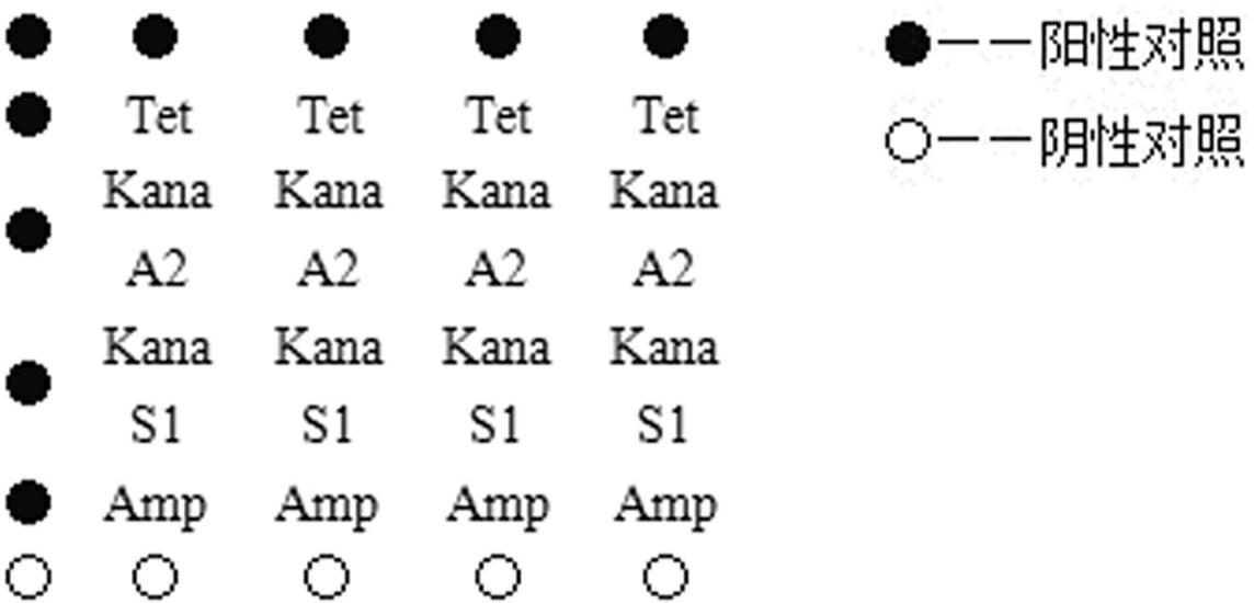 Detection chip for drug resistance gene of bacteria, and application thereof