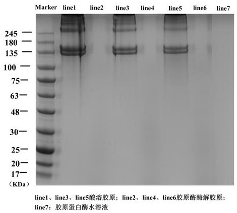 Preparation process of high-yield collagen fibers