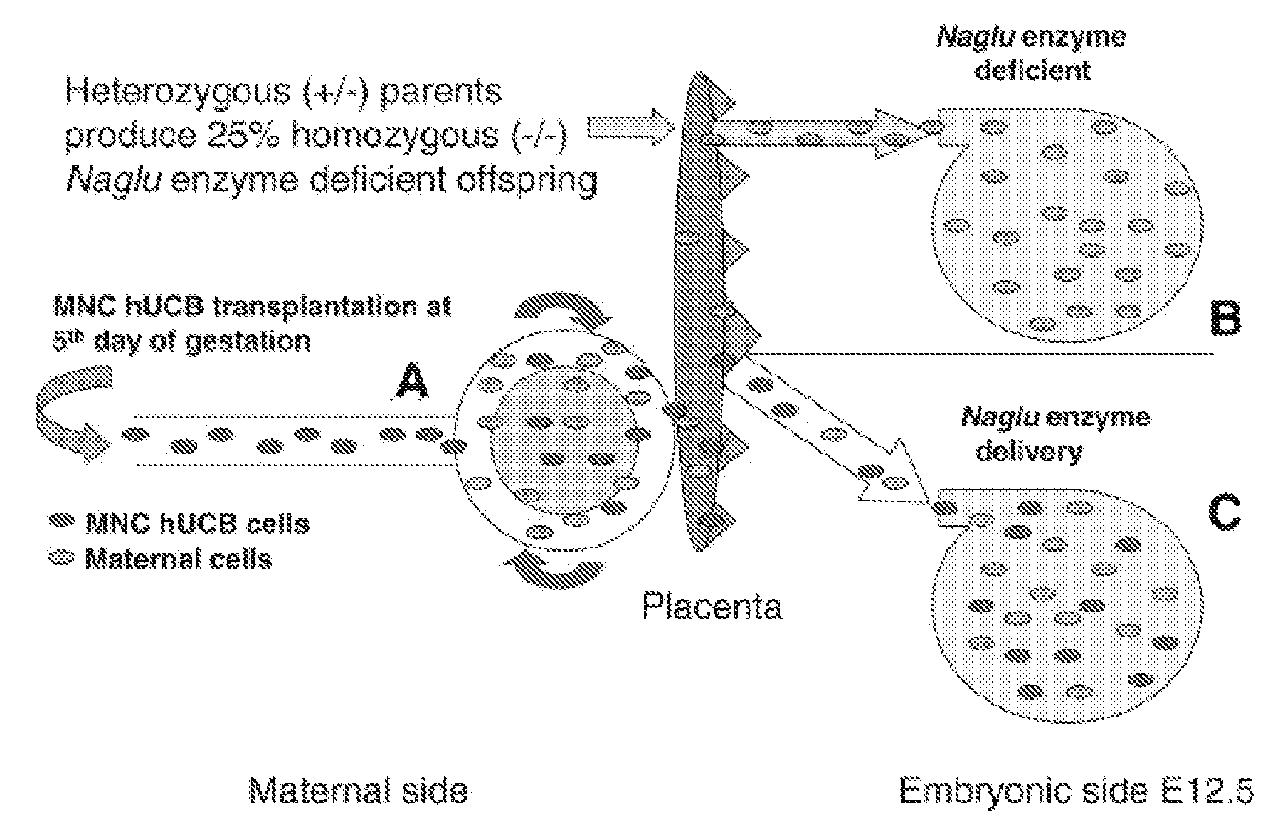 Novel method of prenatal administration of mammalian umbilical cord stem cells for the intrauterine treatment of mammalian lysosomal storage diseases