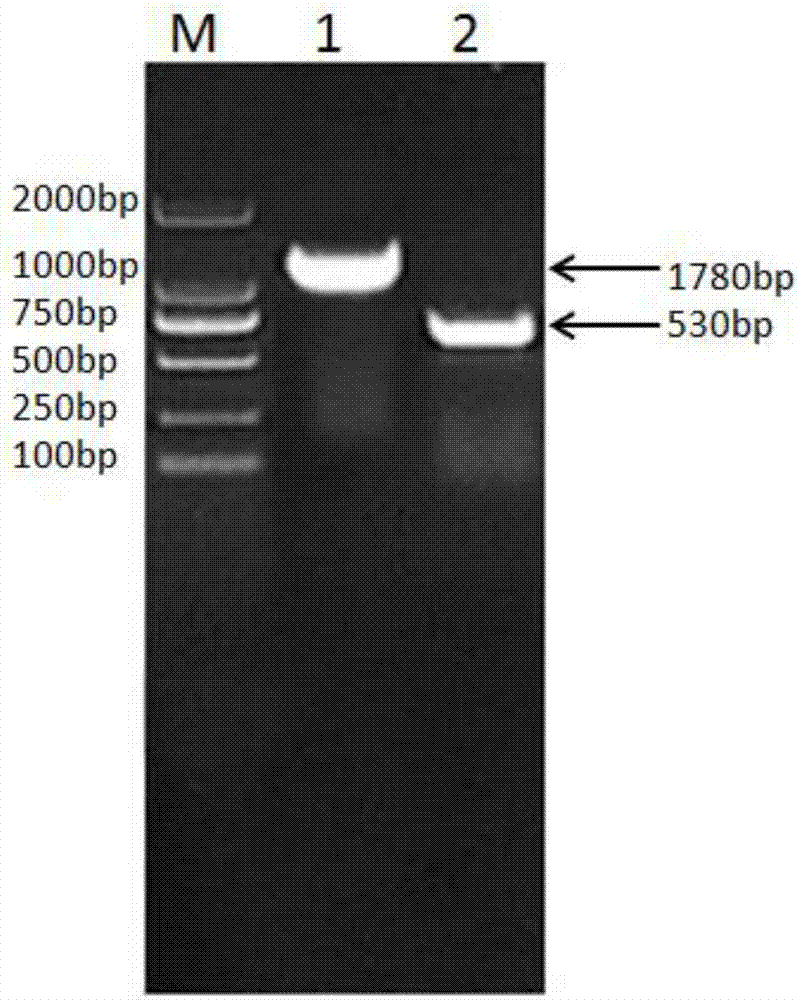 Fusion protein consisting of porcine albumin and porcine interferon gamma, preparation method of fusion protein and recombinant porcine pegylated interferon gamma