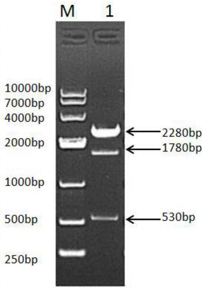 Fusion protein consisting of porcine albumin and porcine interferon gamma, preparation method of fusion protein and recombinant porcine pegylated interferon gamma