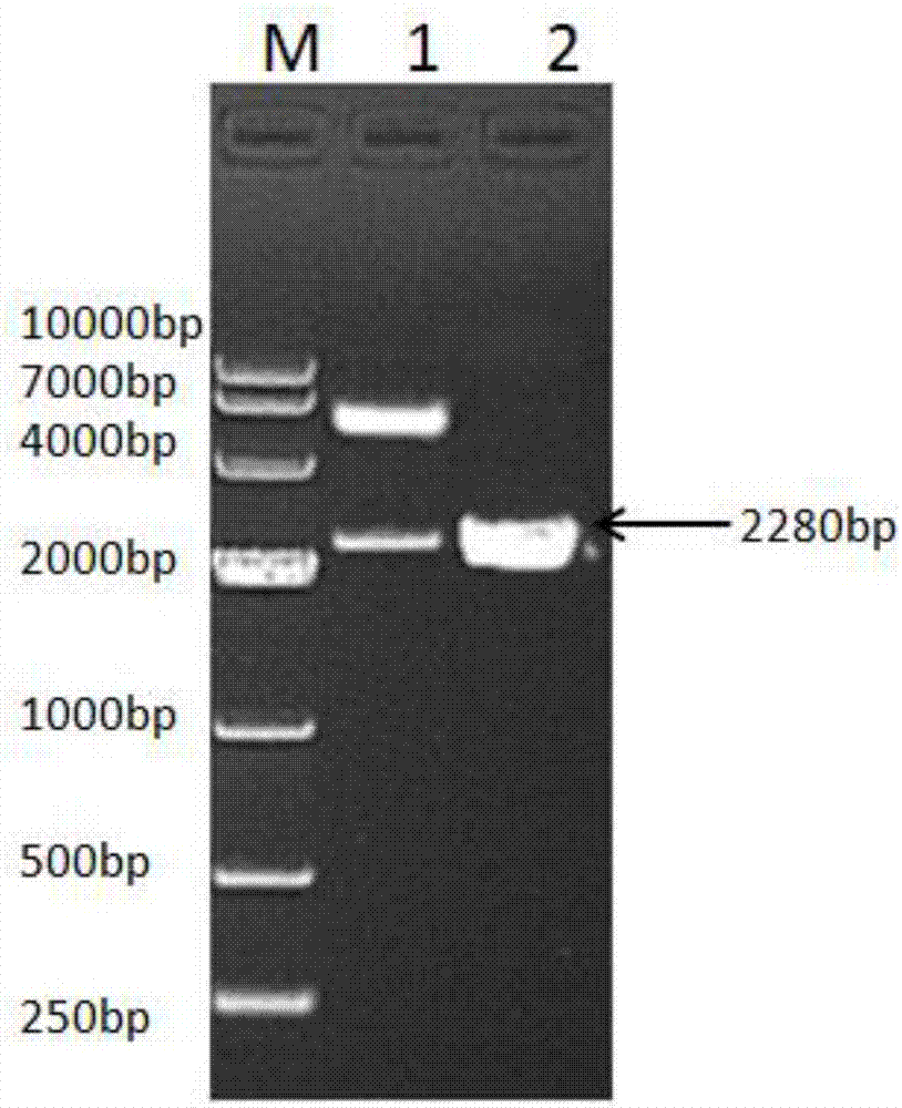 Fusion protein consisting of porcine albumin and porcine interferon gamma, preparation method of fusion protein and recombinant porcine pegylated interferon gamma