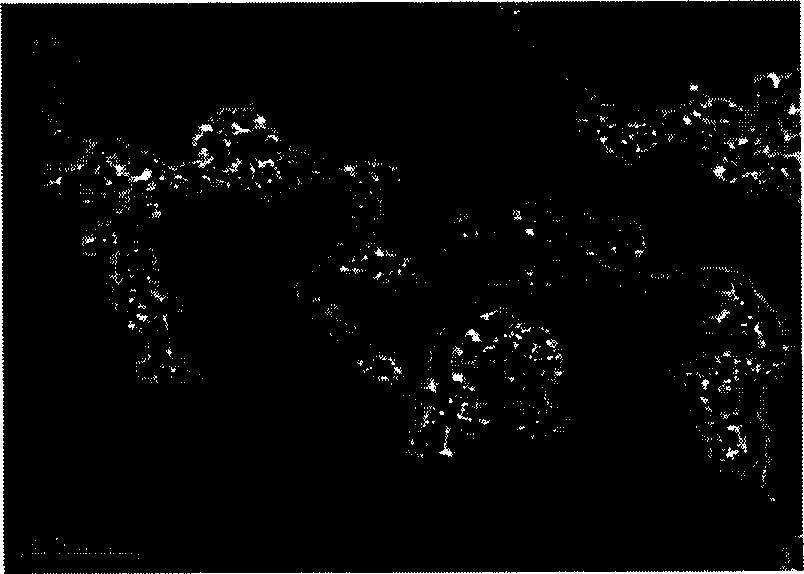 Process for preparing composite material of carbon nano tube/NiZn ferrite