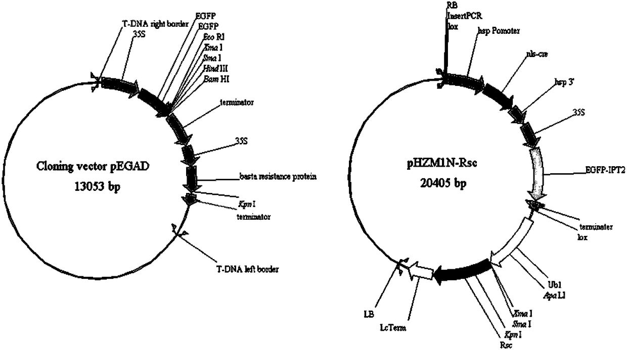 Transgenic carrier with function of automatic control and elimination of selection marker and application thereof in zea mays marker-free transgenic breeding