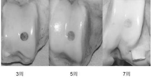 Cartilage repair temperature-sensitive gel for injection and preparation method thereof