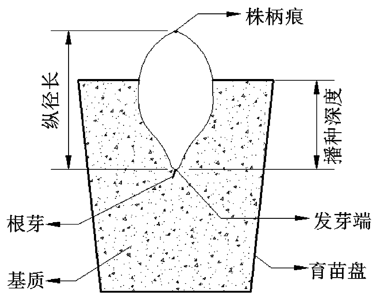 Cucurbita pepo seeding method