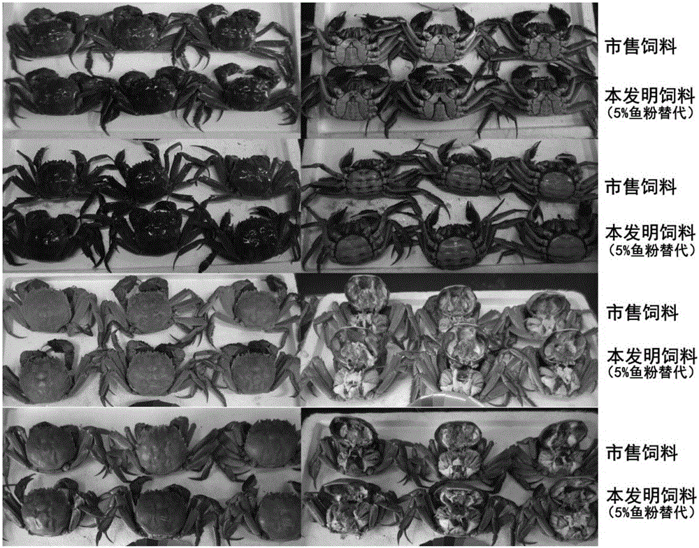 Mature river crab feed and application thereof