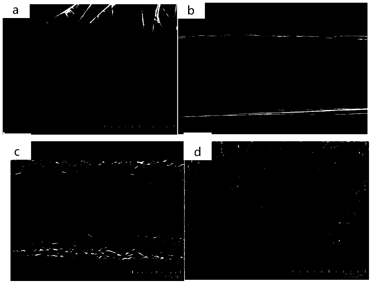 Preparation method and application of nano-porous gold/carbon fiber paper composite sensing electrode allowing uric acid and dopamine to be detected simultaneously