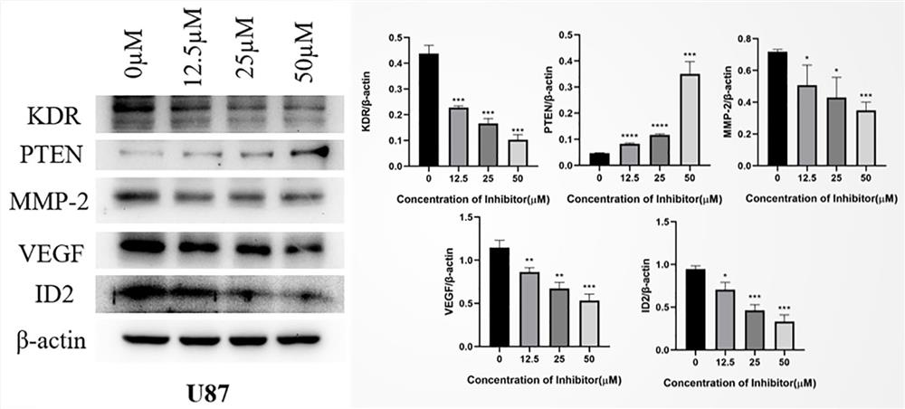 Application of small-molecule inhibitor to preparation of antitumor medicine