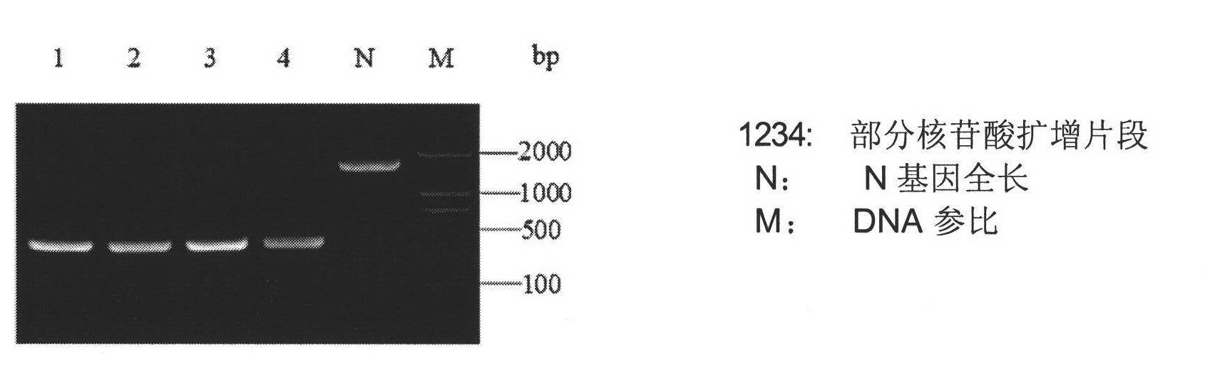 Gene-modified peste des petits ruminants N gene and modification method and chemical synthesis thereof