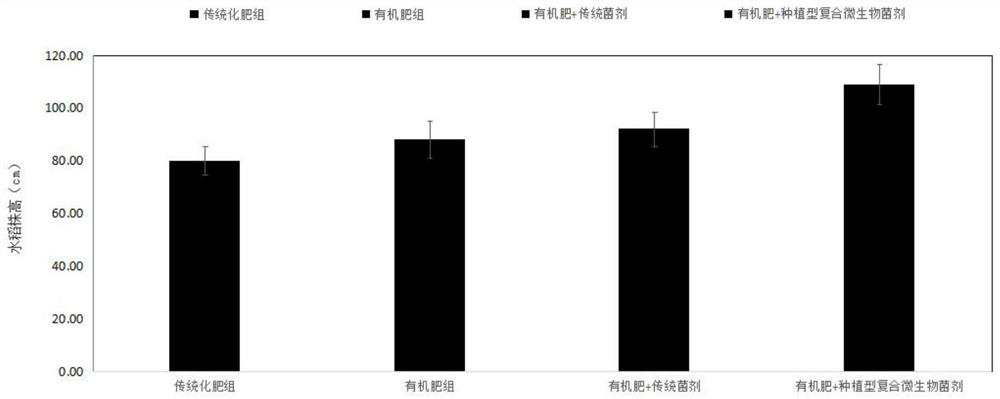 Method for improving rice quality by using compound microbial agent