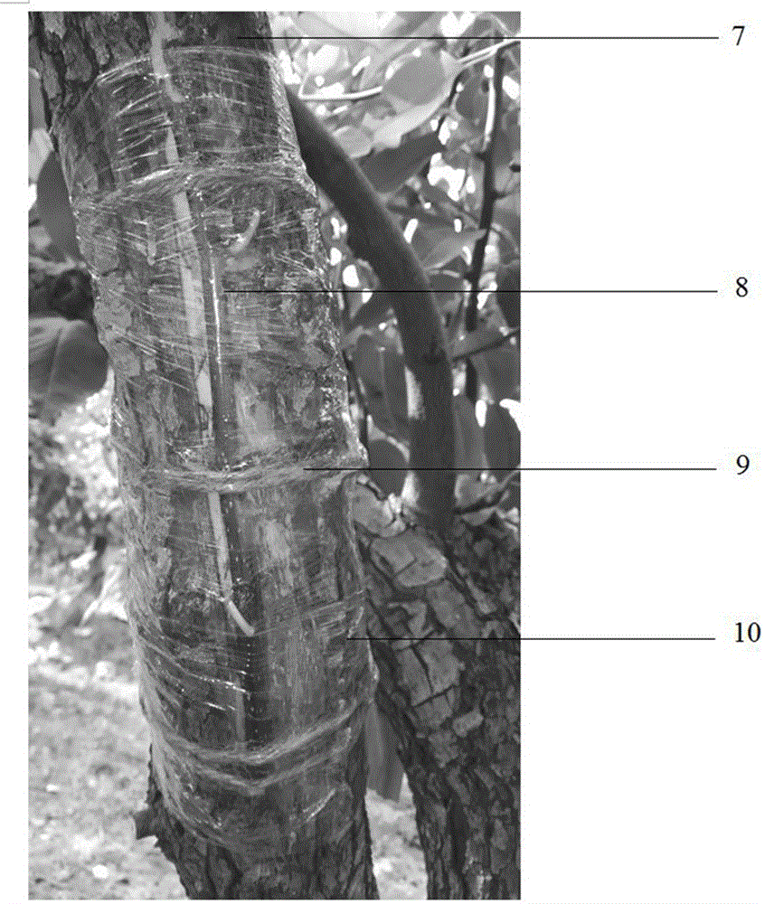 Improving and variety changing method for advanced age pear tree