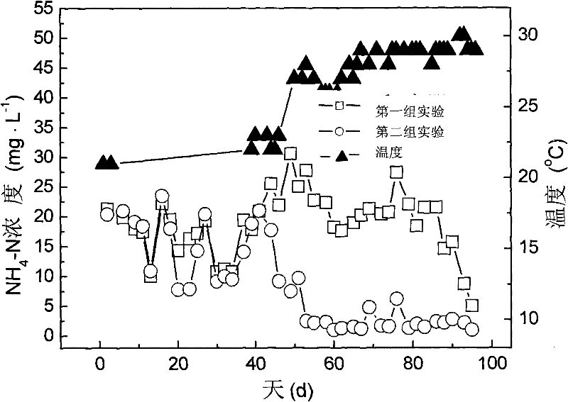 Method for promoting growth and nitrification activity of amine salt oxidizing bacteria in activated sludge