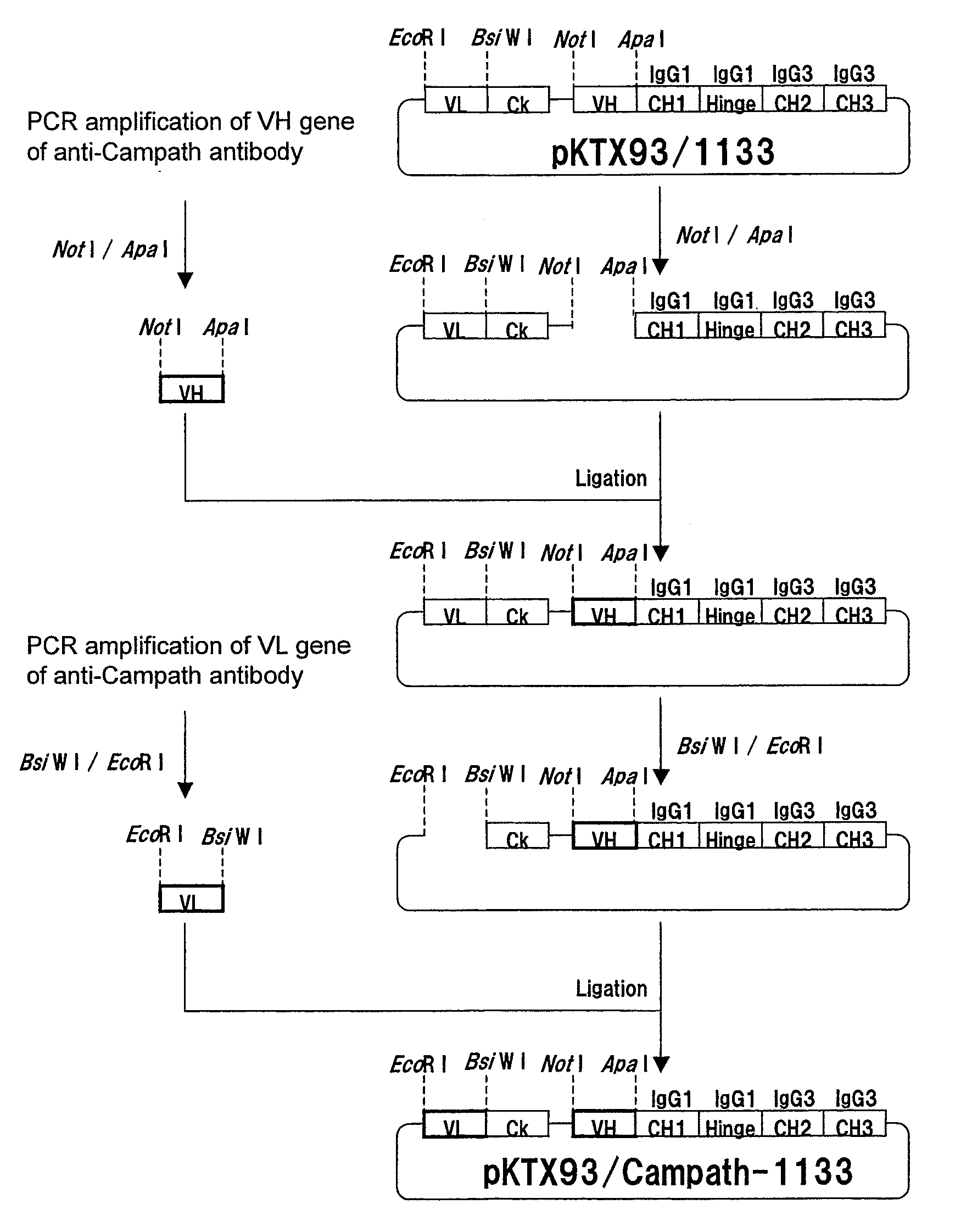 Effector function enhanced recombinant antibody composition