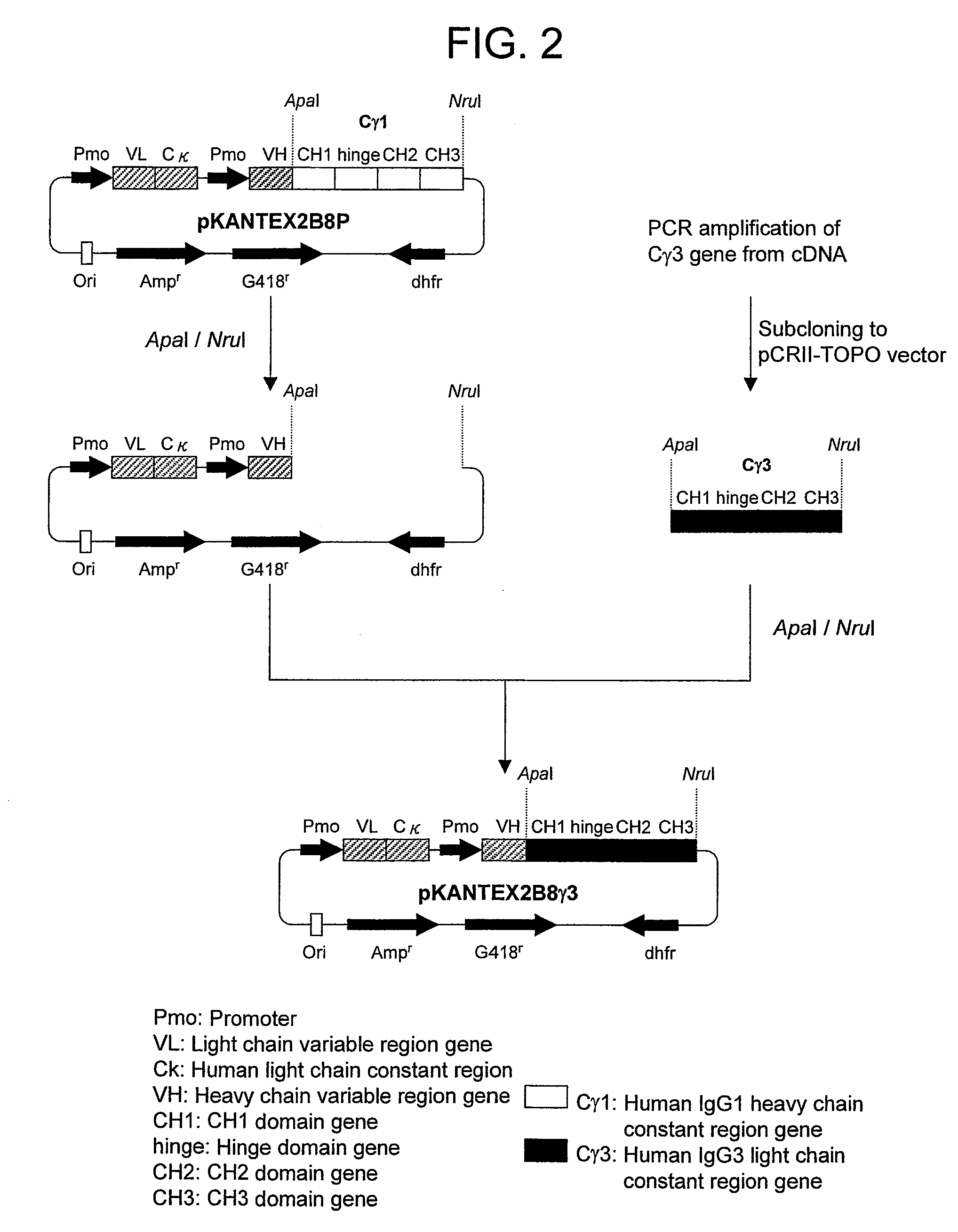 Effector function enhanced recombinant antibody composition