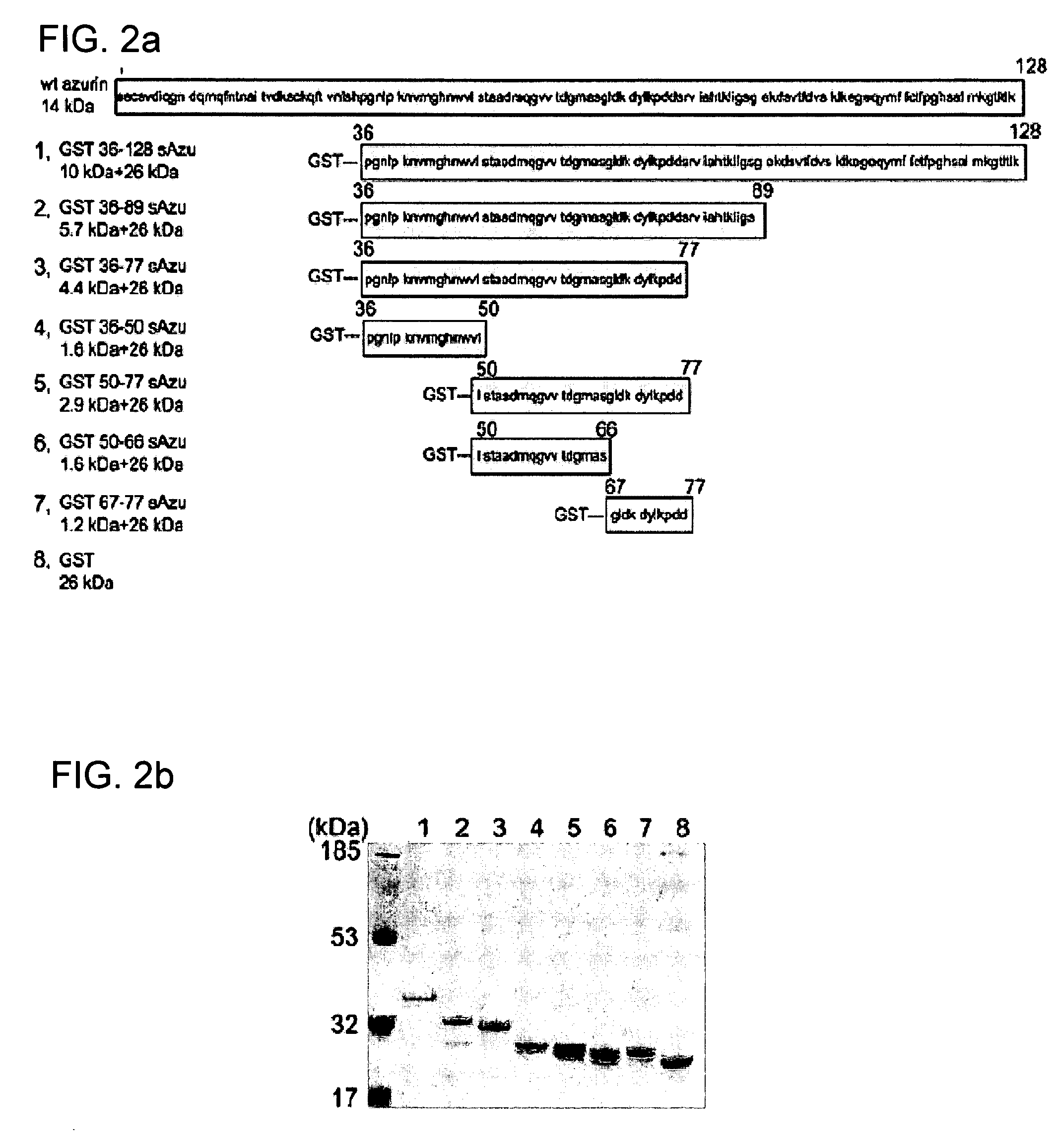 Cupredoxin derived transport agents and methods of use thereof