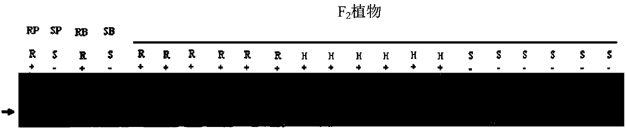 Specific marker linked with stripe rust resistance gene of Yilong Tuo wheat, and application of specific marker