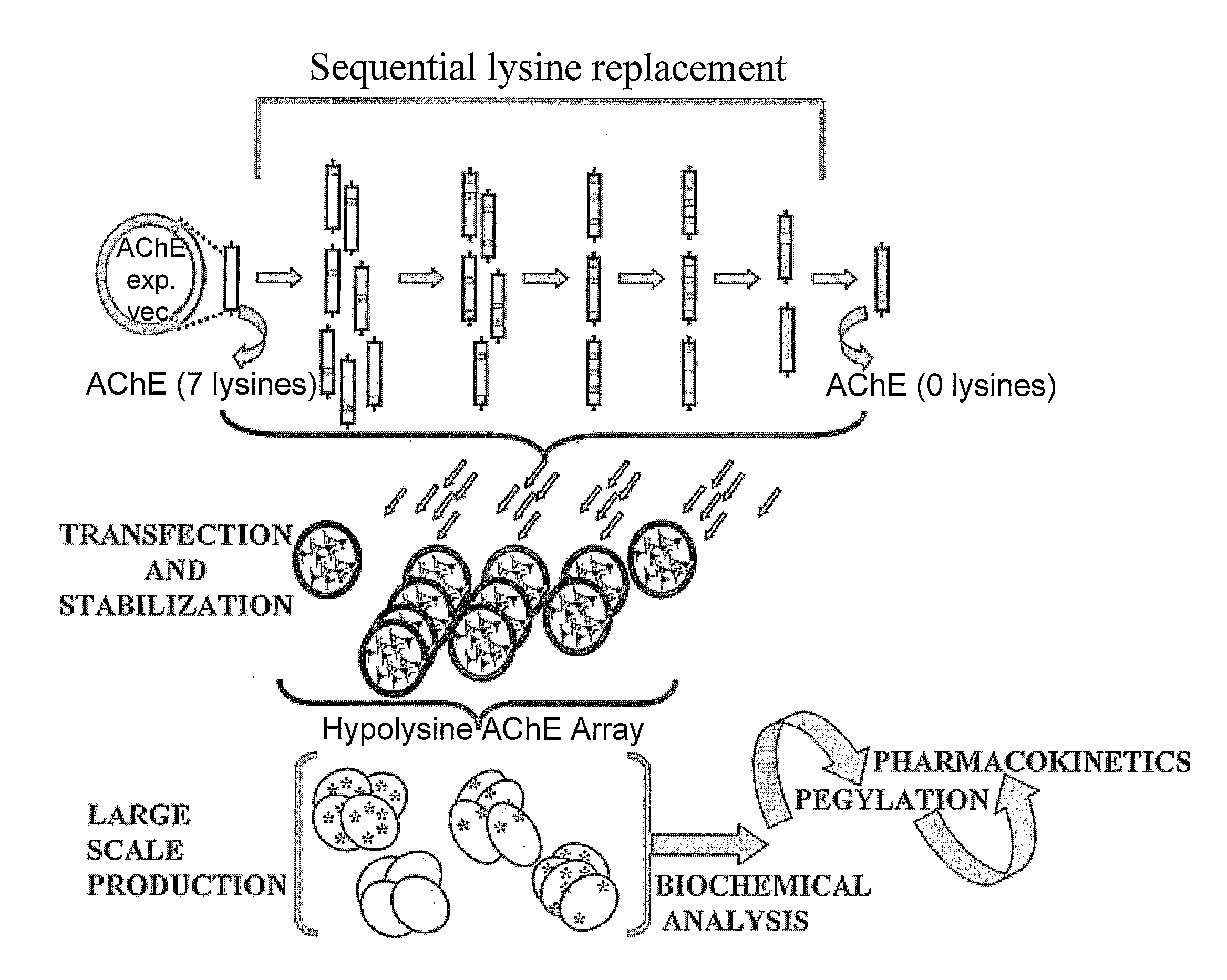 Uniformly Conjugated Serine Hydrolases