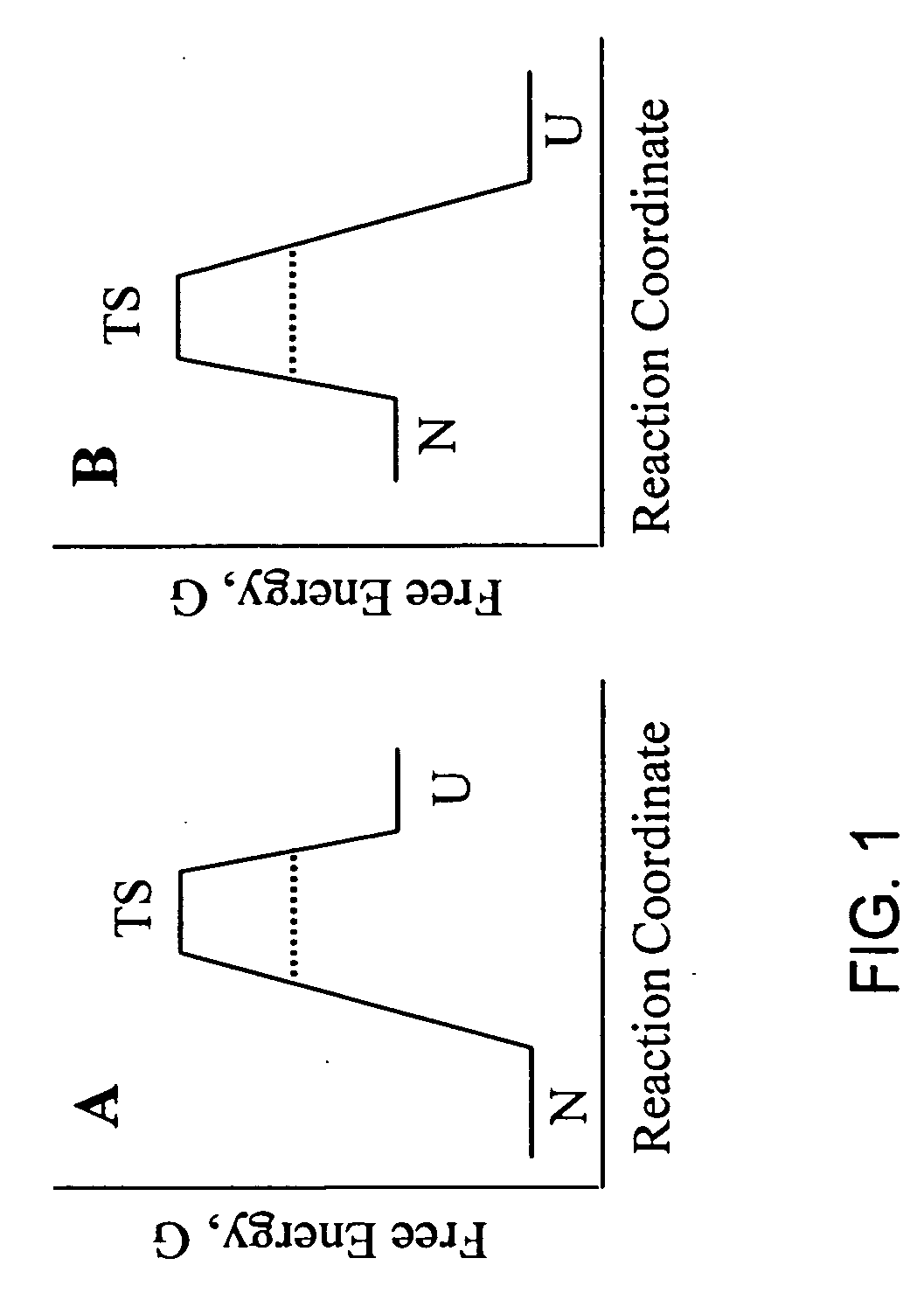 Methods of identifying kinetically stable proteins