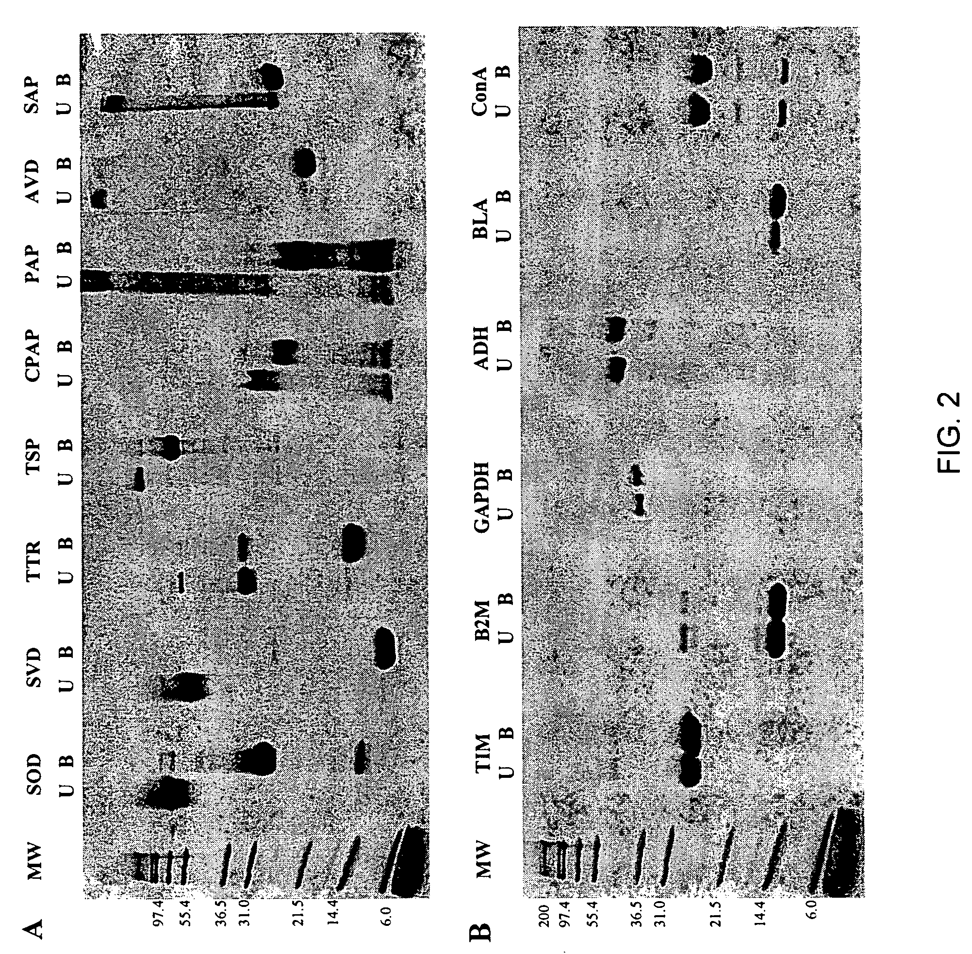 Methods of identifying kinetically stable proteins