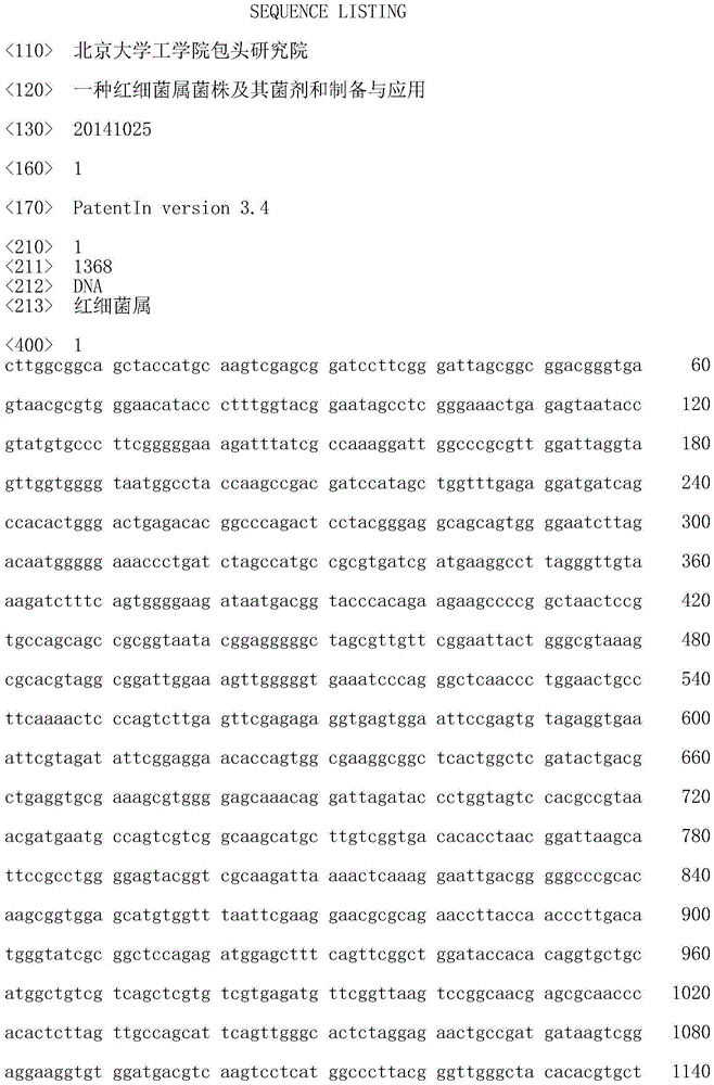 A kind of rhodobacter strain and its bacterial agent and its preparation and application