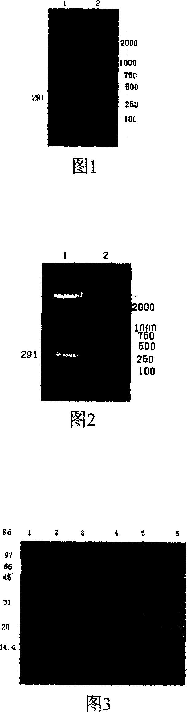 Thrombolytic medicine synergist and its preparing process