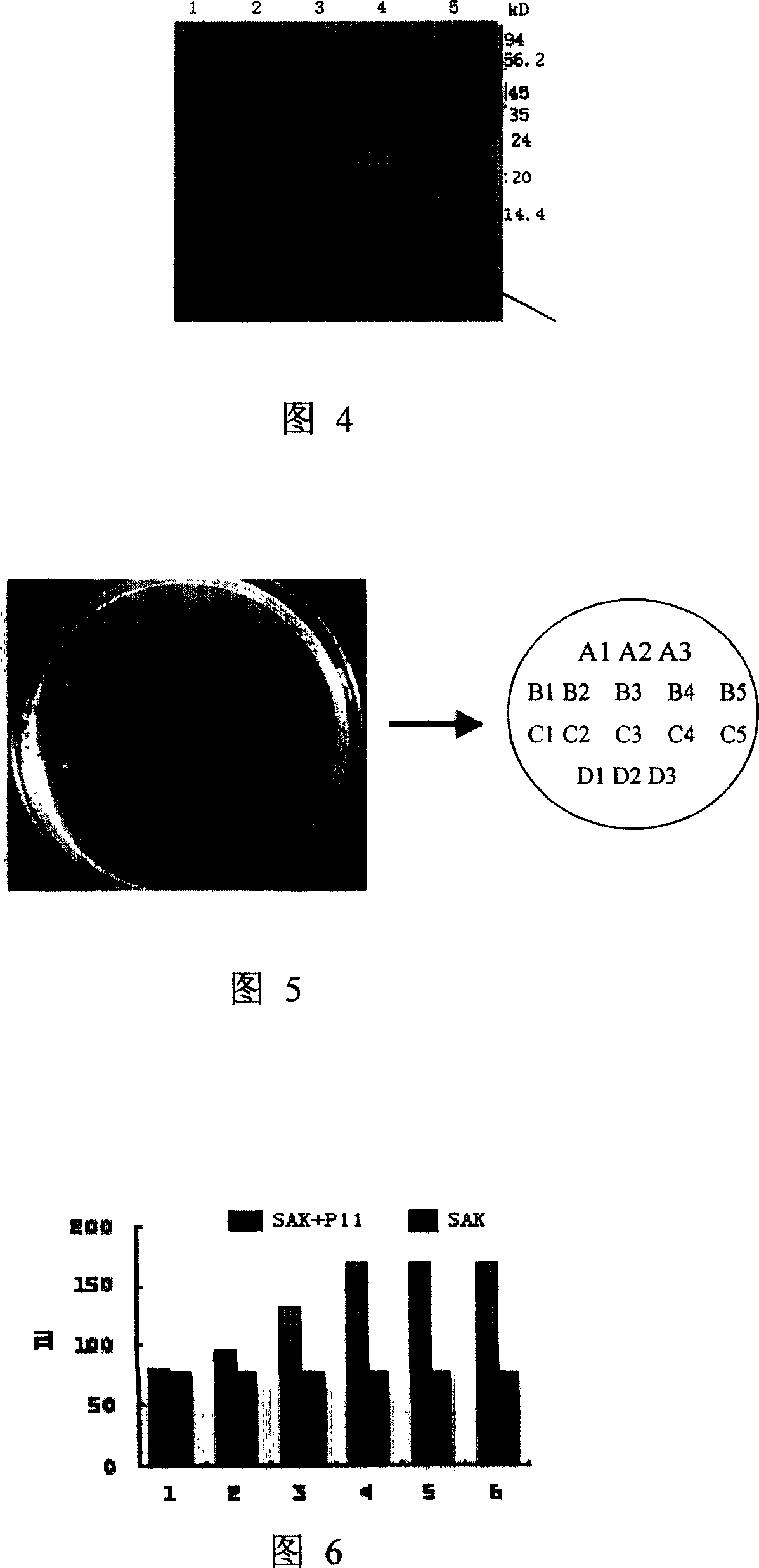 Thrombolytic medicine synergist and its preparing process