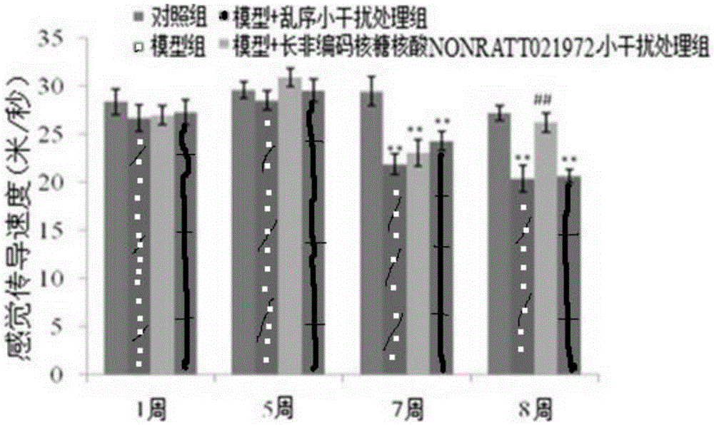 Application of NONRATT021972 small interference RNA in preparation of drugs used for treating nervous tissue NONRATT021972 dysfunction and related diseases