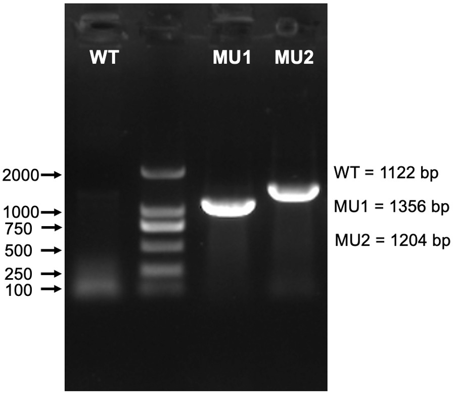 A community of microbial gene expression destiny and its construction method and application