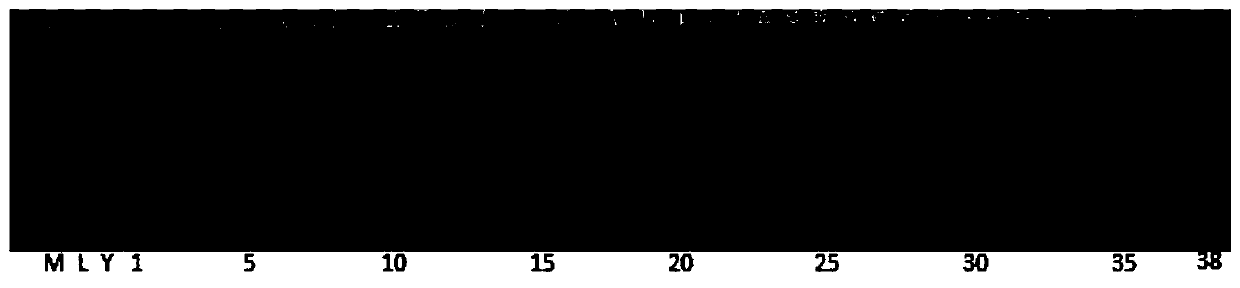 Molecular marker of low-temperature-sensitive genic male sterile gene and application thereof