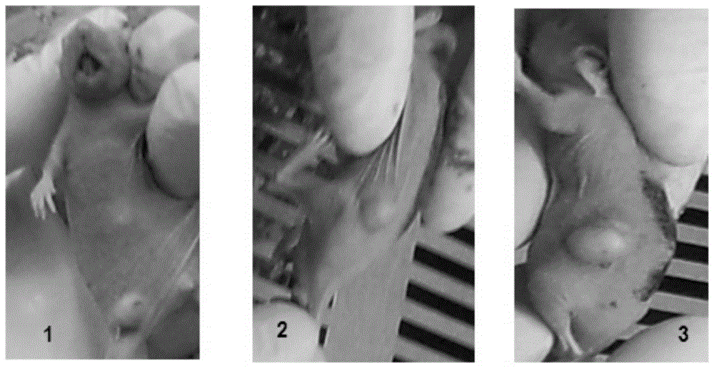 A herpes simplex virus thymidine kinase mutant and its preparation method and use