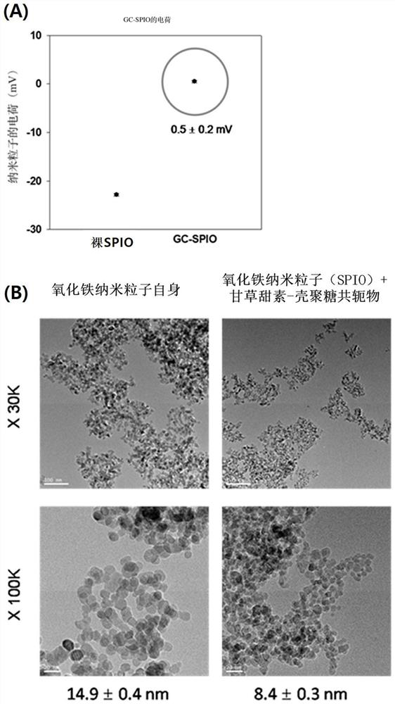 Glycyrrhizin-glycol chitosan conjugate-coated iron oxide nanoparticles and use thereof