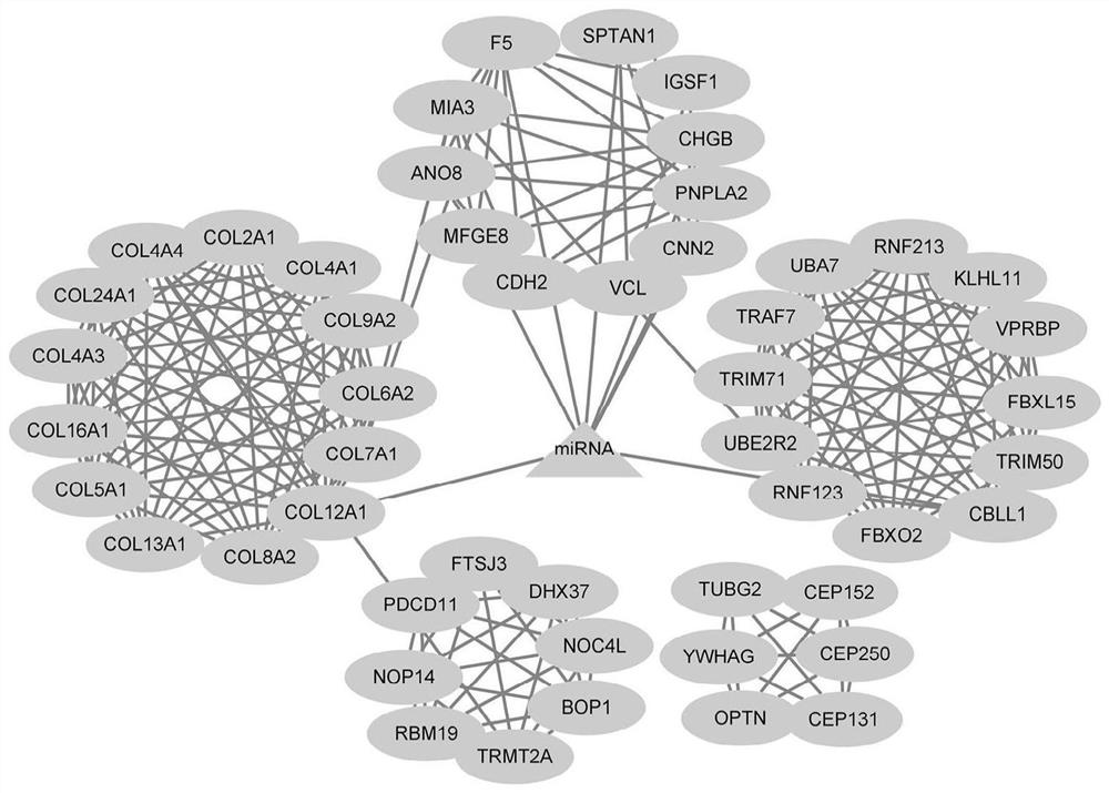 A kind of miRNA related to side chicken body weight and its application