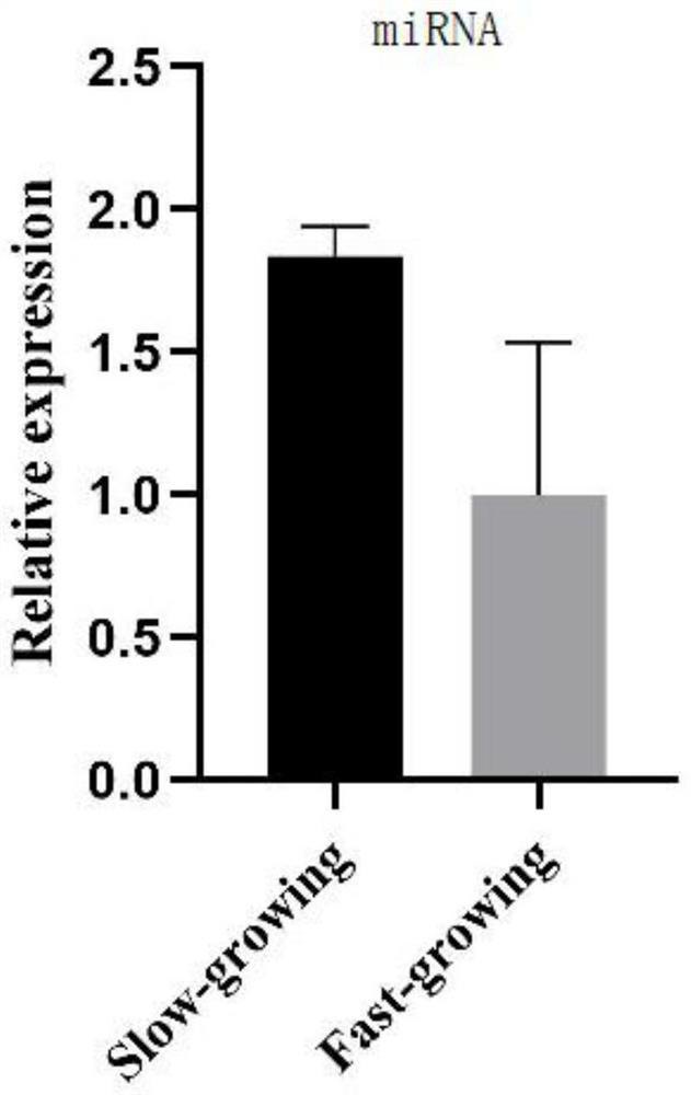 A kind of miRNA related to side chicken body weight and its application