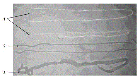 Enzyme silk noodle preparation method, wherein alum is replaced by starch branched chain hydrolytic enzymes