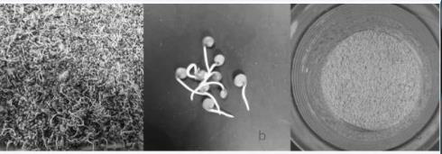 Germinated quinoa protein peptide meal replacement powder and preparation method thereof