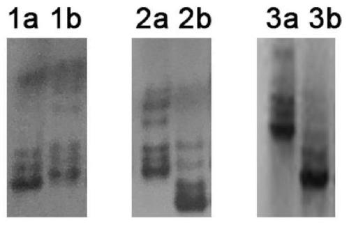 InDel molecular marker closely linked with gen of rice in heading stage and application