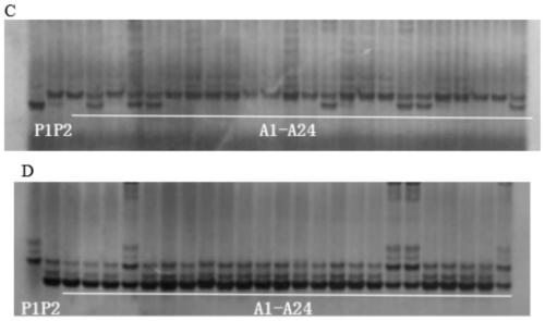 InDel molecular marker closely linked with gen of rice in heading stage and application