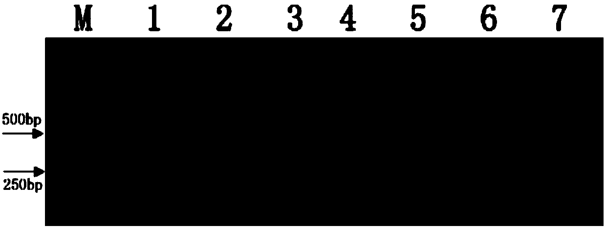 Duplex PCR (polymerase chain reaction) method for synchronously detecting Burkholderia gladioli pv.alliicola and Erwinia chrysanthemi as quarantine bacteria