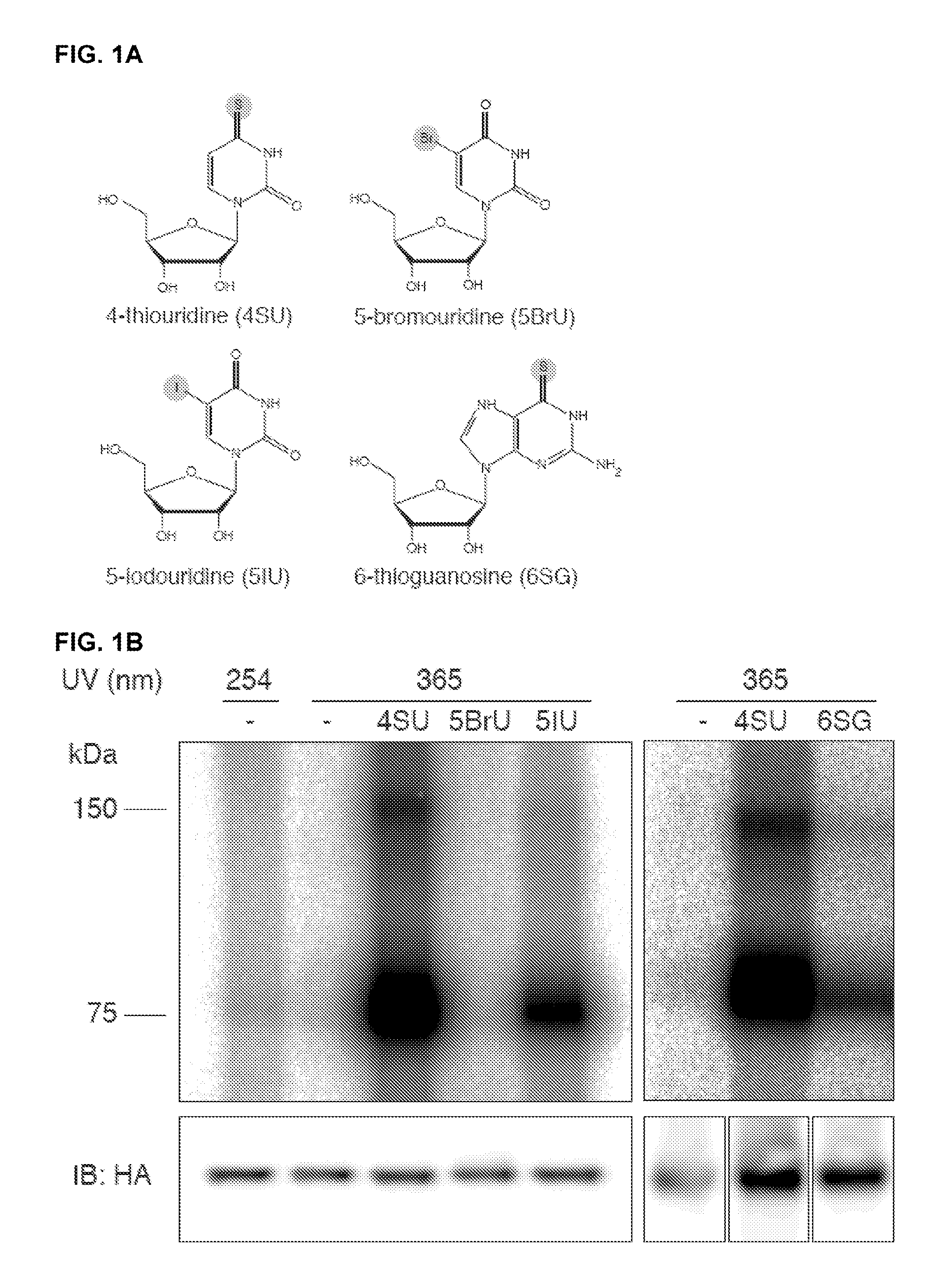 Methods for Identifying RNA Segments Bound by RNA-Binding Proteins or Ribonucleoprotein Complexes