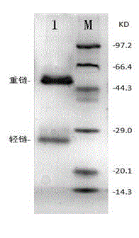 Preparing method for paclobutrazol monoclonal antibodies