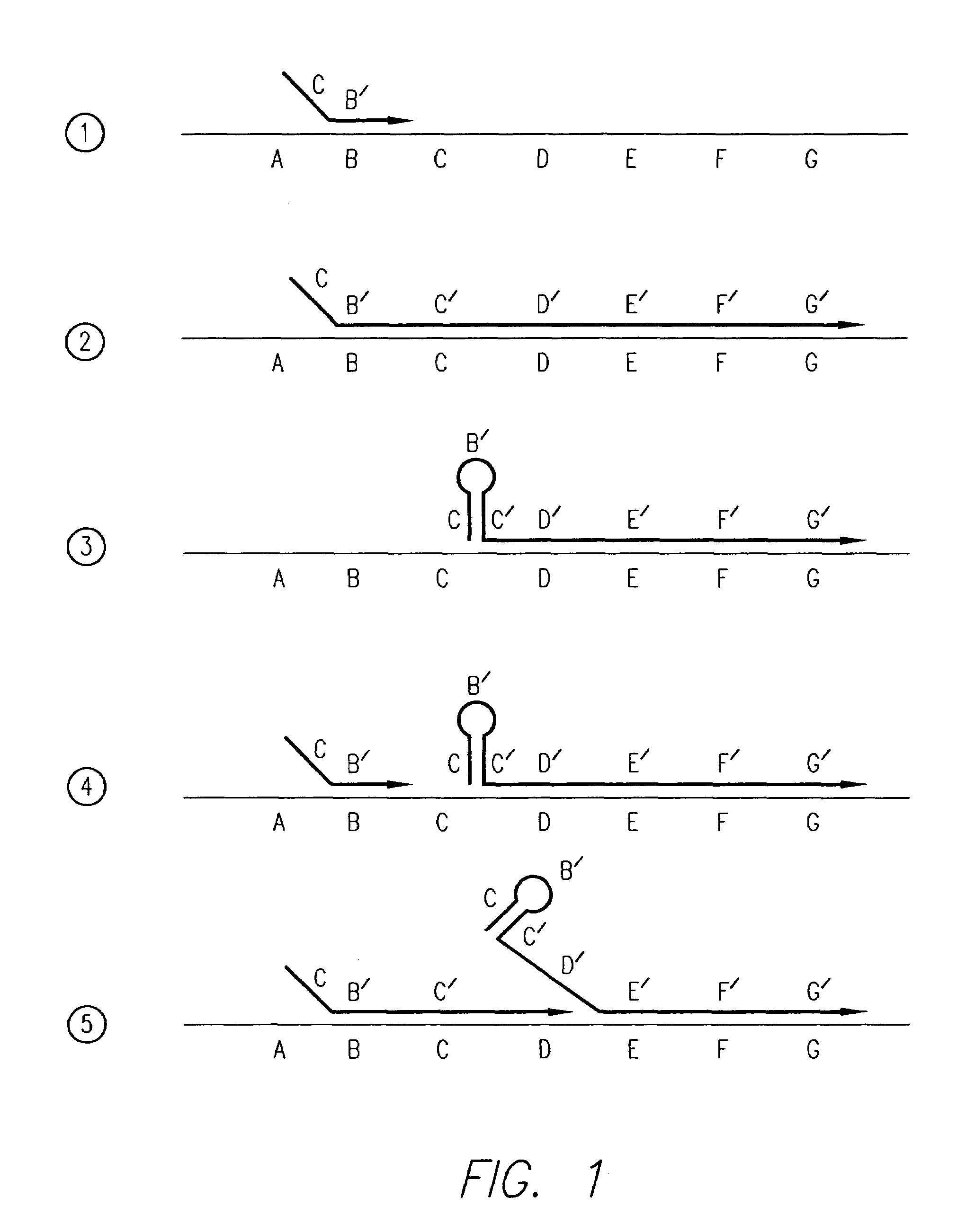 Processes for non-linearly amplifying nucleic acids