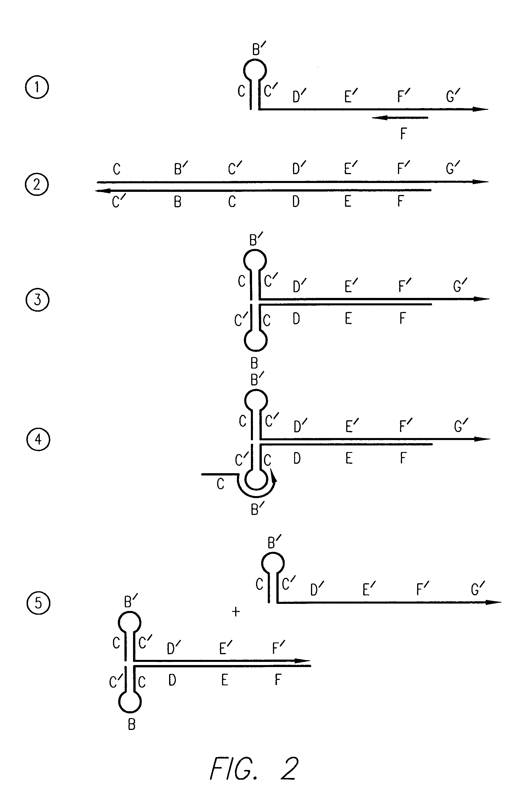 Processes for non-linearly amplifying nucleic acids