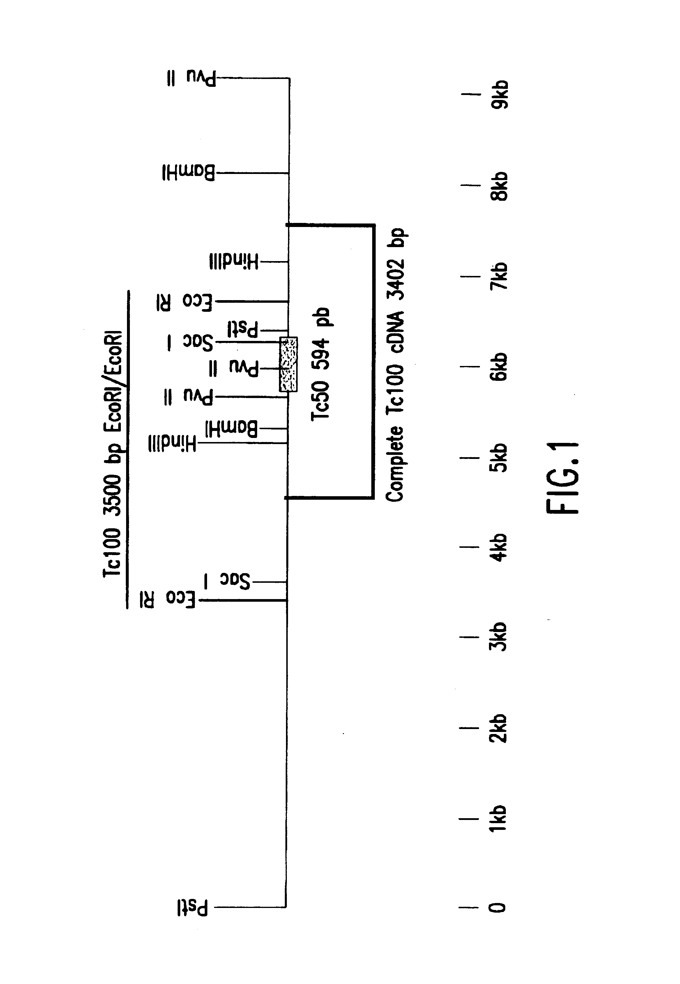 Trypanosoma cruzi antigen, gene encoding therefor and methods of detecting and treating chagas disease