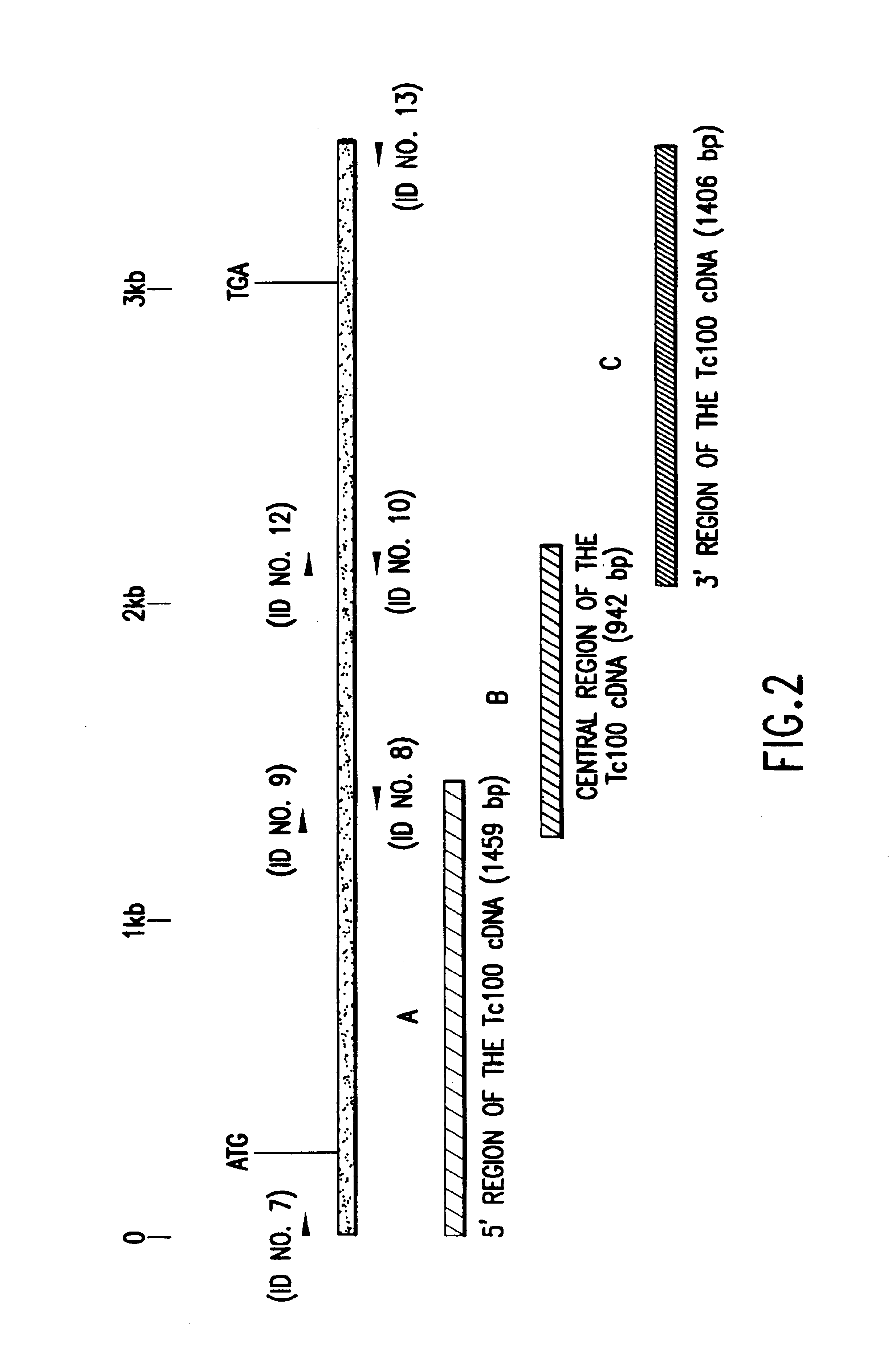 Trypanosoma cruzi antigen, gene encoding therefor and methods of detecting and treating chagas disease