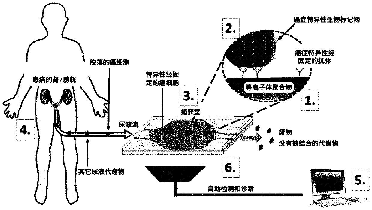 Bladder cancer detection device and method