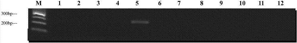 Specific PCR amplification primers and specific PCR detection system of fusarium graminearum and applications